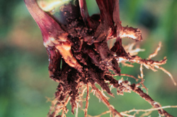 Roots with corn rootworm