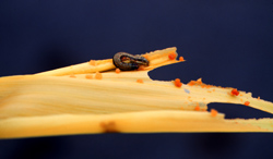 Corn earworm on a yellow leaf