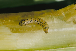 Southern cornstalk borer caterpillar
