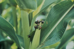 Japanese beetles on a leaf