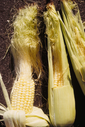 Corn cobs with silk balling