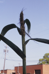 Corn ear in tassel.