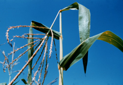 Corn plant damaged by European corn borer
