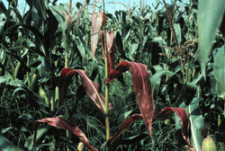 Barren corn stalk with reddened leaves