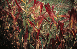 Corn plants with maize dwarf mosaic virus.