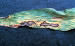 Leaf with brown and yellow spots from anthracnose
