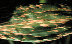 Leaf with yellow stripes from leaf blight