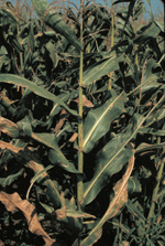 Plant with southern leaf blight