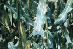 Plant with northern leaf blight