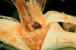 Ear of corn with a corn earworm in the silk