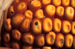 Adult weevil emerging from corn kernel