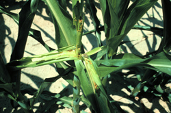 Corn stalk with caterpillar damage