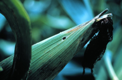 Corn shuck with earworm hole