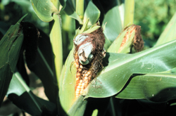 Corn with smut on the ear