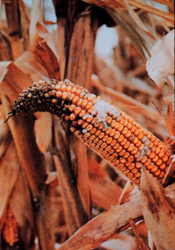Figure 65. 
 Ear of corn showing signs of phosphorus deficiency.