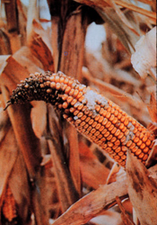 Ear of corn with black silk and a bent drooping tip