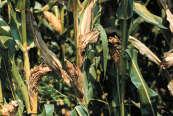 Corn stalk damaged by stink bugs