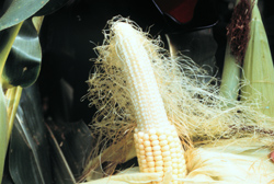 Ear of corn with silk balling