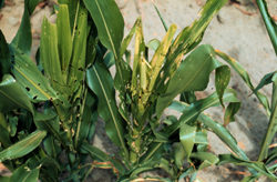Corn stalk with armyworm damage