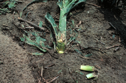 Corn stalk damaged by hail