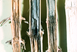 Cross sections of corn stalks showing rot