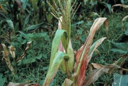Corn with reddened leaves