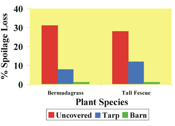 Figure 2. Spoilage 
 loss (% dry matter) of bermudagrass and tall fescue stored for 7 months 
 (1) outside and uncovered, (2) outside under a tarp, and (3) under a hay 
 barn. Data from Hoveland <em>et al.,</em> 1997.
