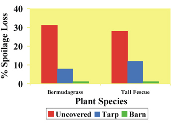 spoilage loss of bermudagrass and tall fescue stored uncovered, covered by a tarp, or in a barn. Uncovered has the highest losses in both species, with a tarp reducing the loss by half or more, and storage in a barn decreasing losses to almost 0.