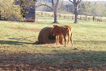 Horses grazing at a hay bale