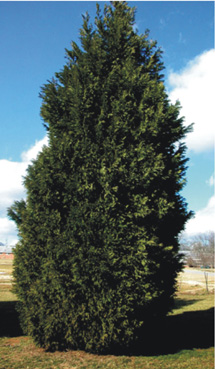 Mature Leyland cypress tree