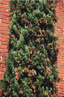 Leyland cypress tree with some dried brown twigs