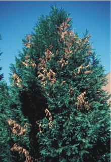 Top of a Leyland cypress with some brown branches