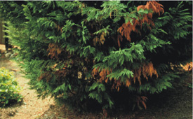 Leyland cypress with some rust colored branches