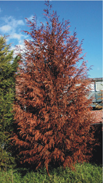 Leyland cypress with entirely dead, rust-colored foliage