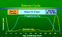 hormone estrous cycle