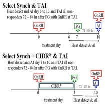 15.1. Protocol of synchronization of heats in the cow with PRID® Delta.