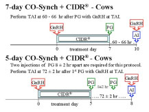 15.1. Protocol of synchronization of heats in the cow with PRID® Delta.