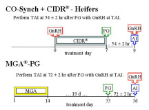 CO-Synch + CIDR - Heifers