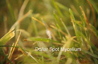 Dollar spot mycelium