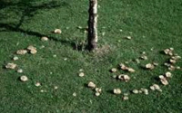 Mushroom circles around a tree in grass