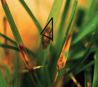 Brown spots on blades of grass