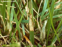 Blades of grass with brown patch