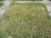 Grass with brown spot