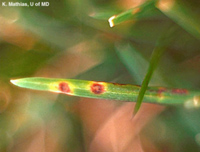 Blade of grass with rust colored spots