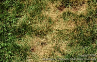 Leaf spot in grass patch