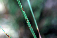 Blade of grass with leaf spot