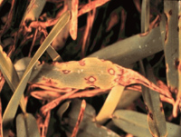 Grass showing gray leaf spot symptoms