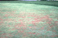 anthracnose on grass patch