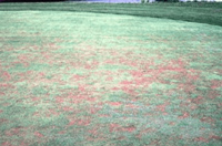 Patch of grass showing anthracnose symptoms