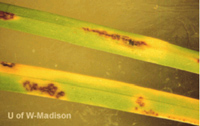 Blades of grass with a close-up of anthracnose blotches